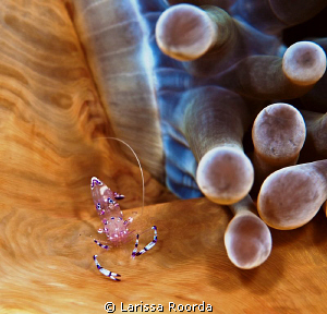 A little anemone shrimp.  Taken with 105mm.  No diopter. by Larissa Roorda 